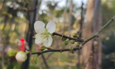 薩科微卿翠鳳：一切美好，都將如期而至